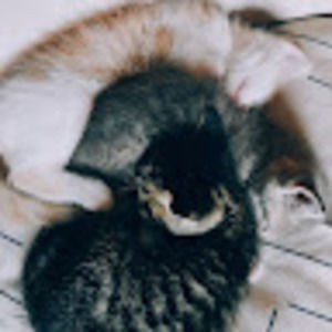 Meet your Posher, Sydney